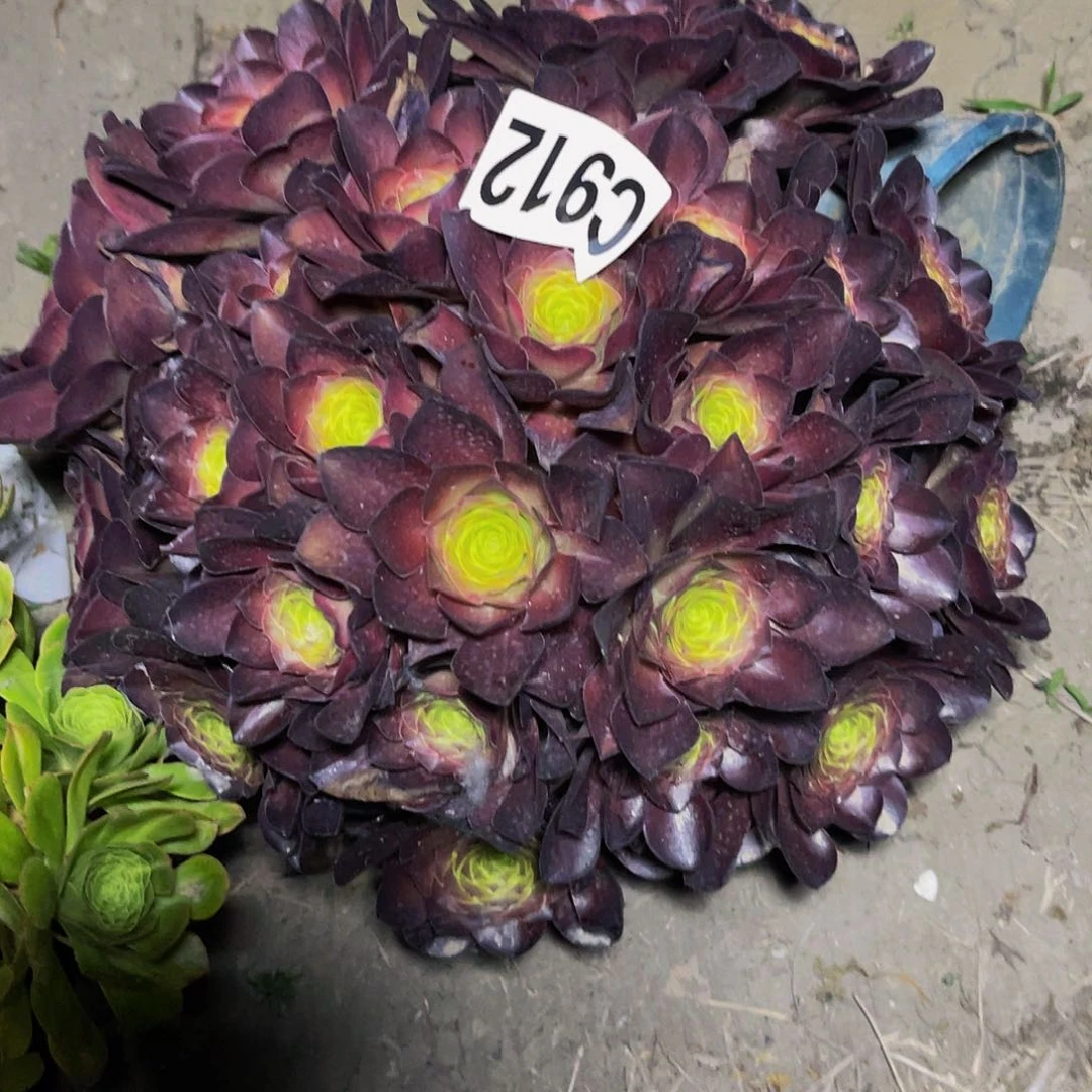 魅金法师13-外包邮法师