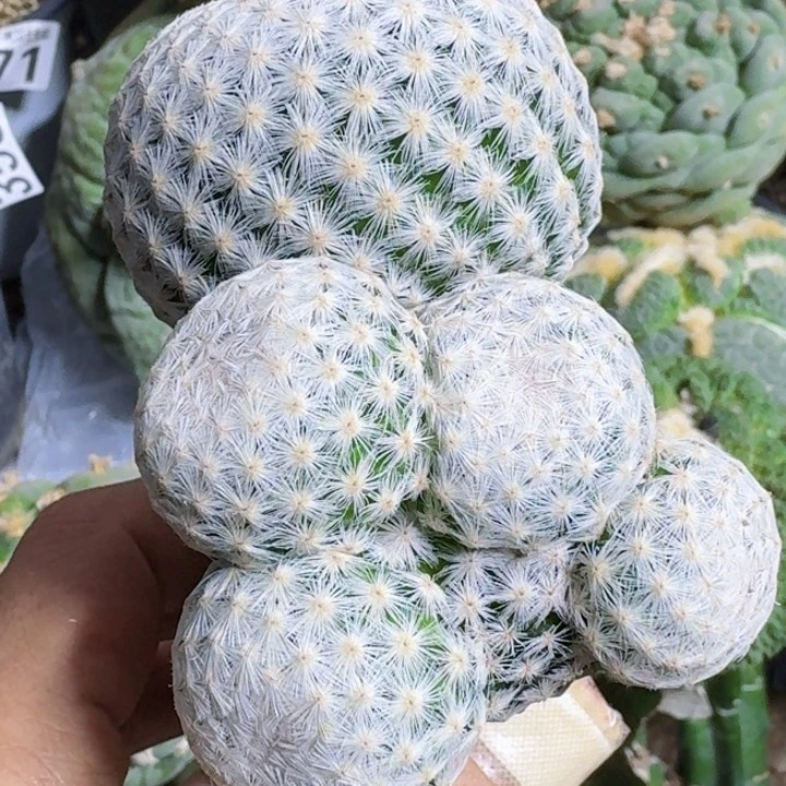 无花朵福利苗接白鸟426