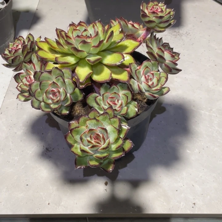 苹****肉酱玫瑰一物一拍