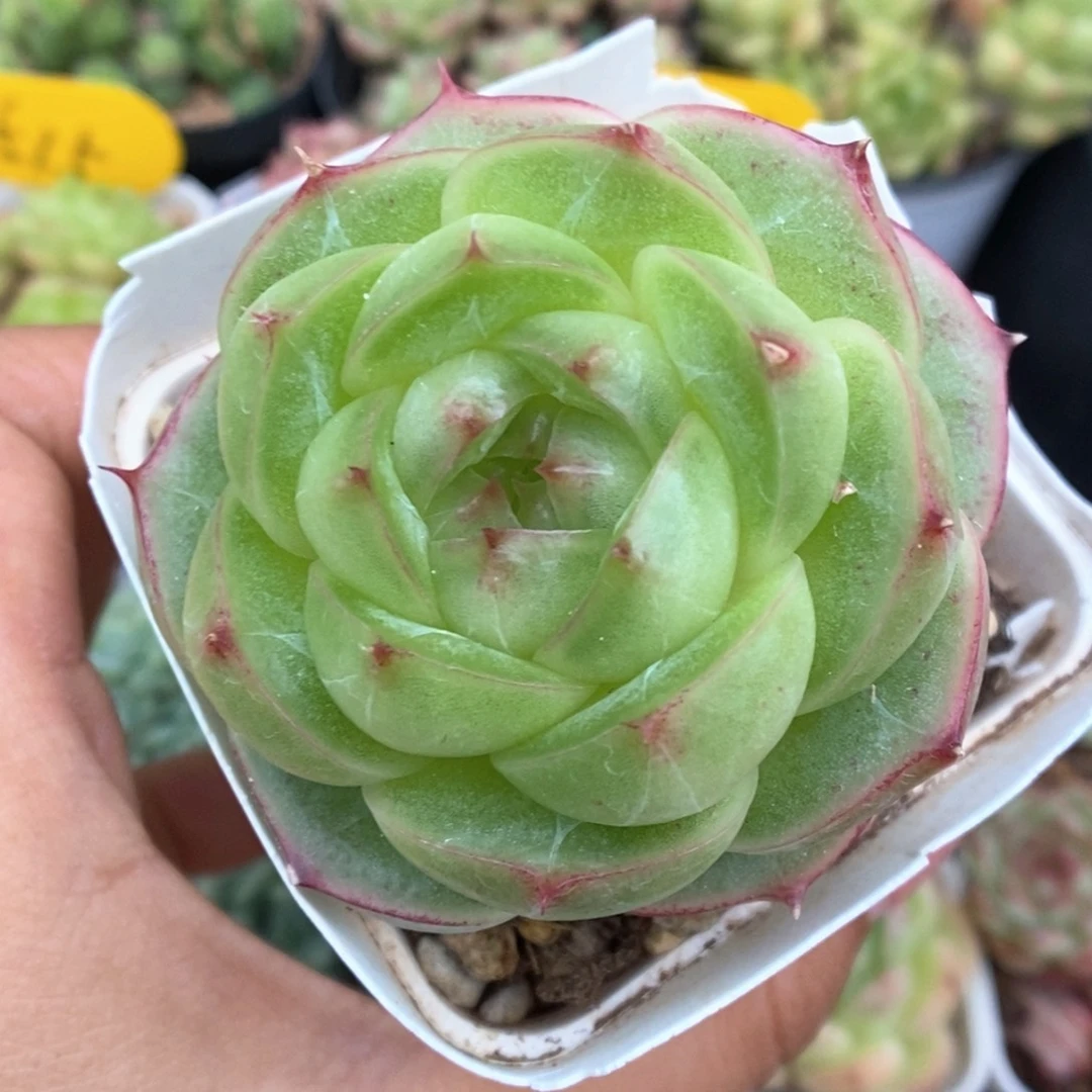 云初麦秆不包整521号