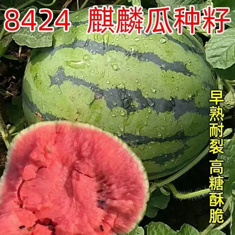 麒麟大西瓜懒汉大西瓜种子适应性强超甜水足大西瓜种籽