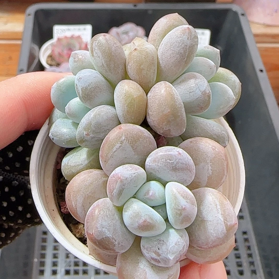 多肉0930--345福利