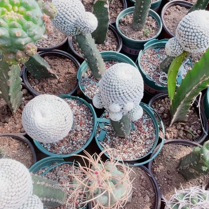 白鸟黑刺苗接大头仙人球