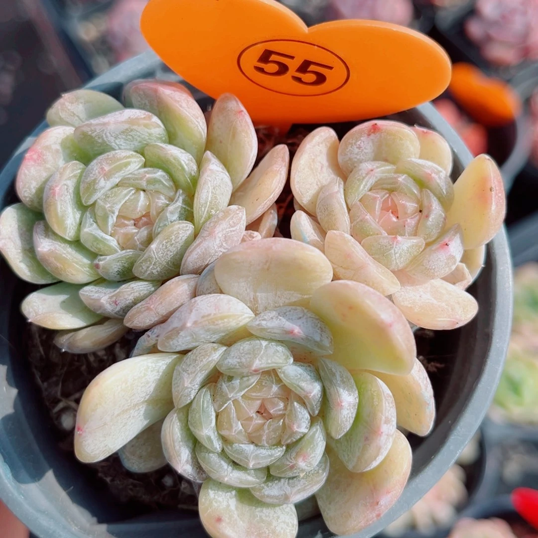 55号小老桩白恋群