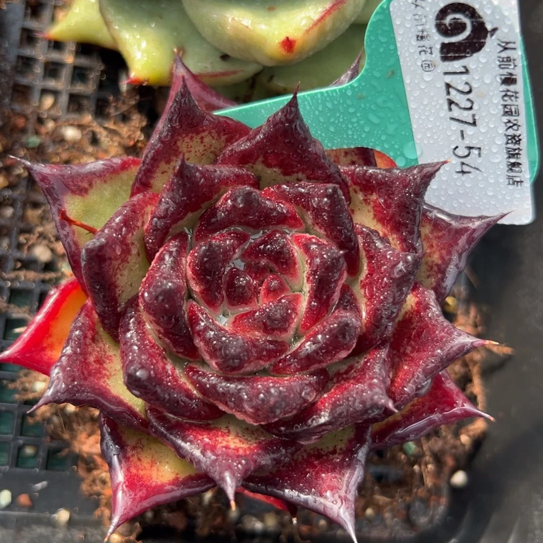 从前慢花园多肉编号1227-54