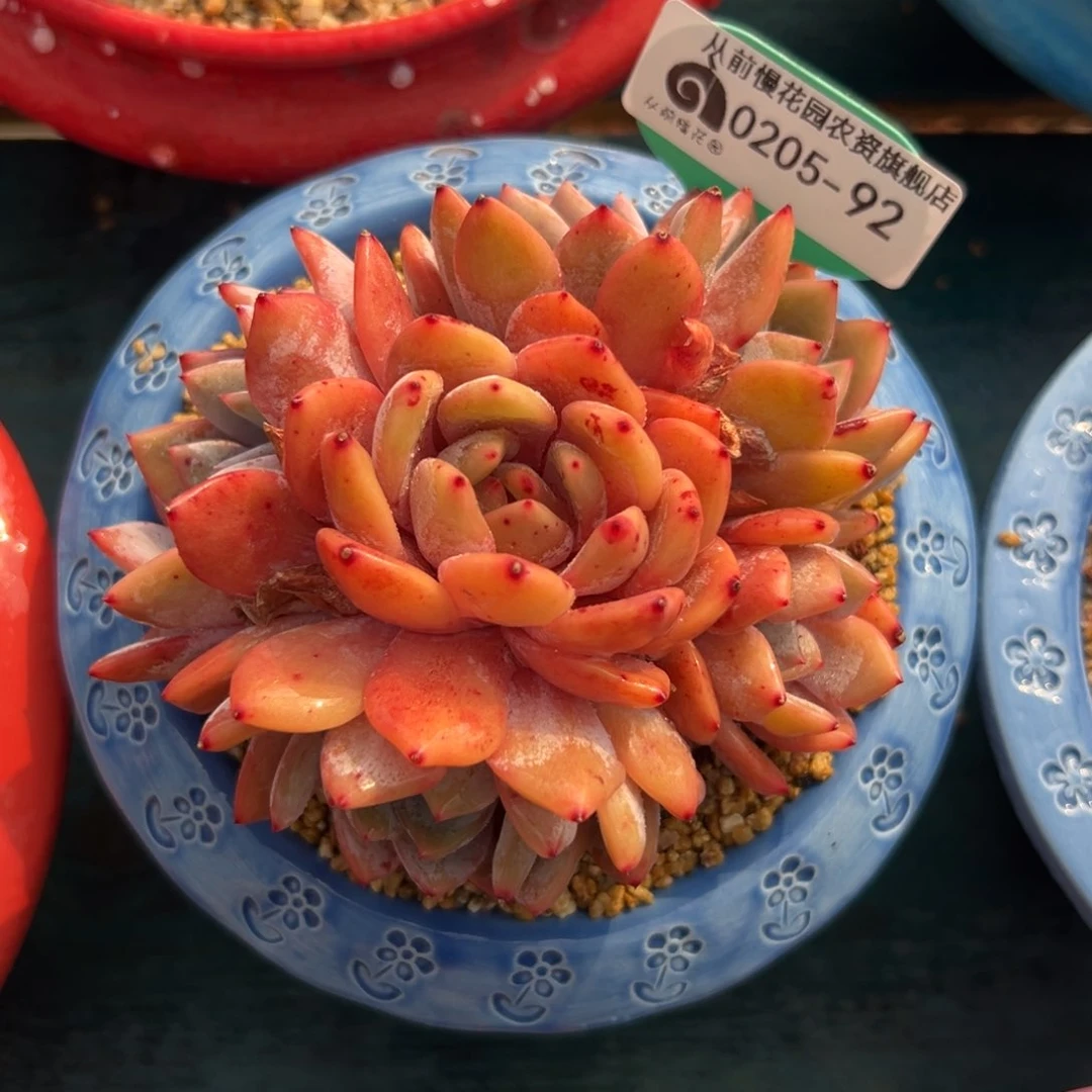 多肉一物一拍0205-92