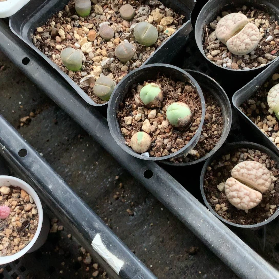萍*?K380多肉植物保护
