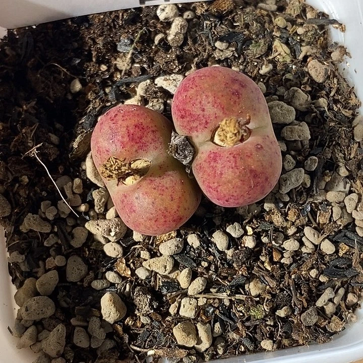 1226-173-；ffghhhjn