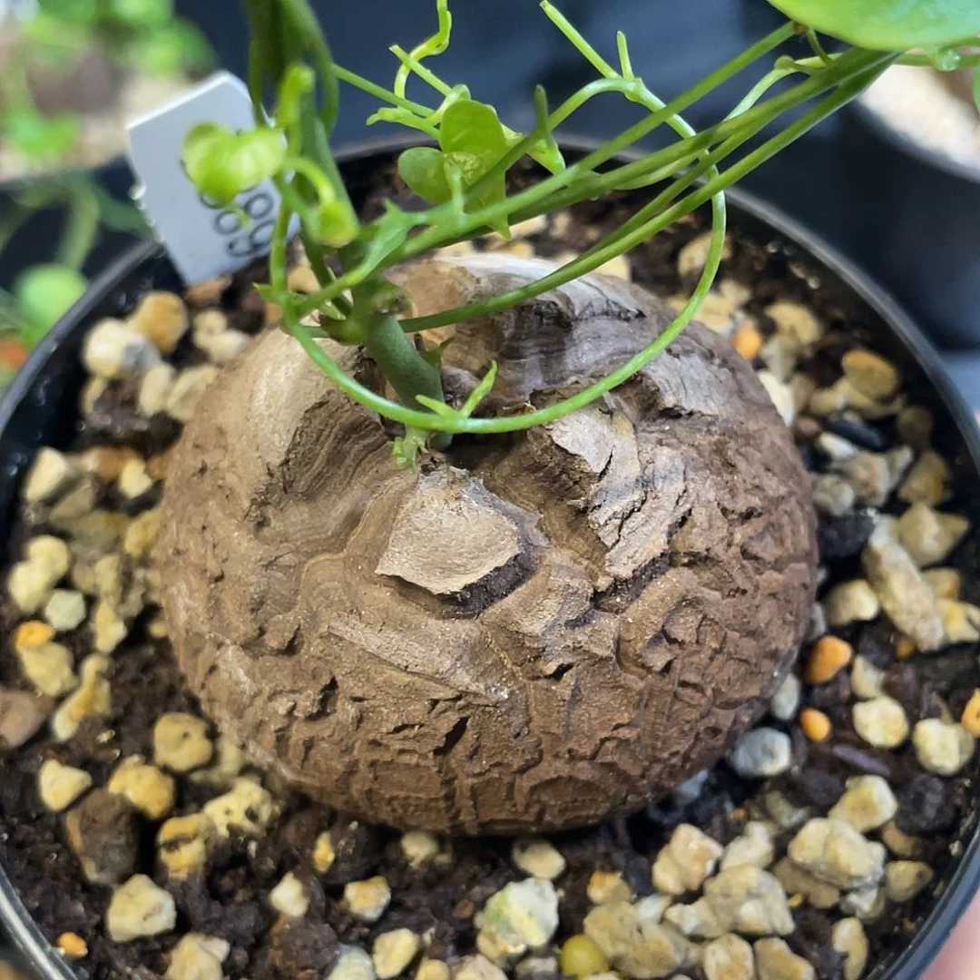 889龟甲龙不退不换