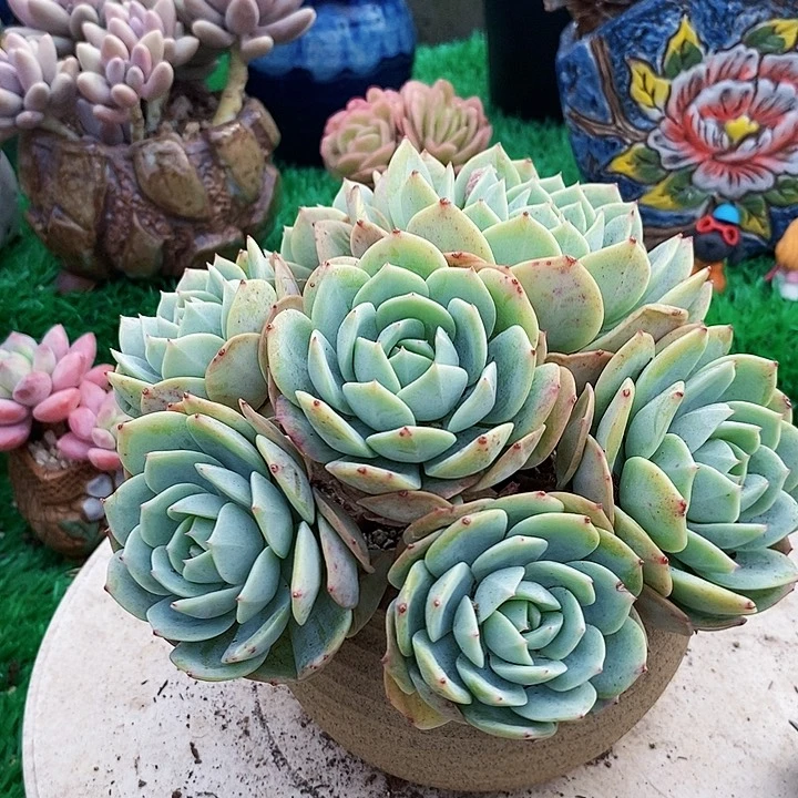 恋曲小老桩整无砍多肉