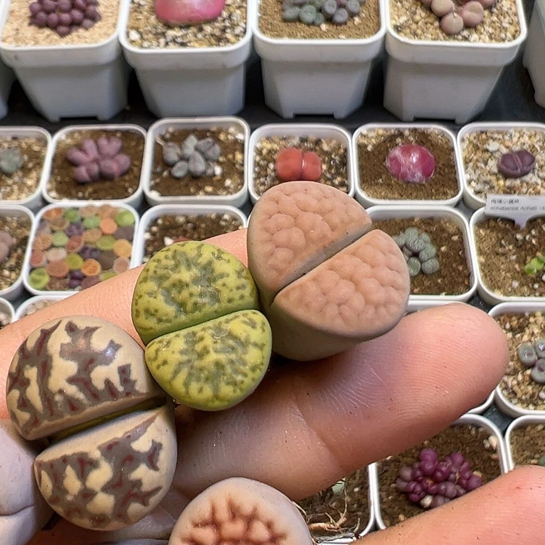 岁***月23多肉植物百科知识