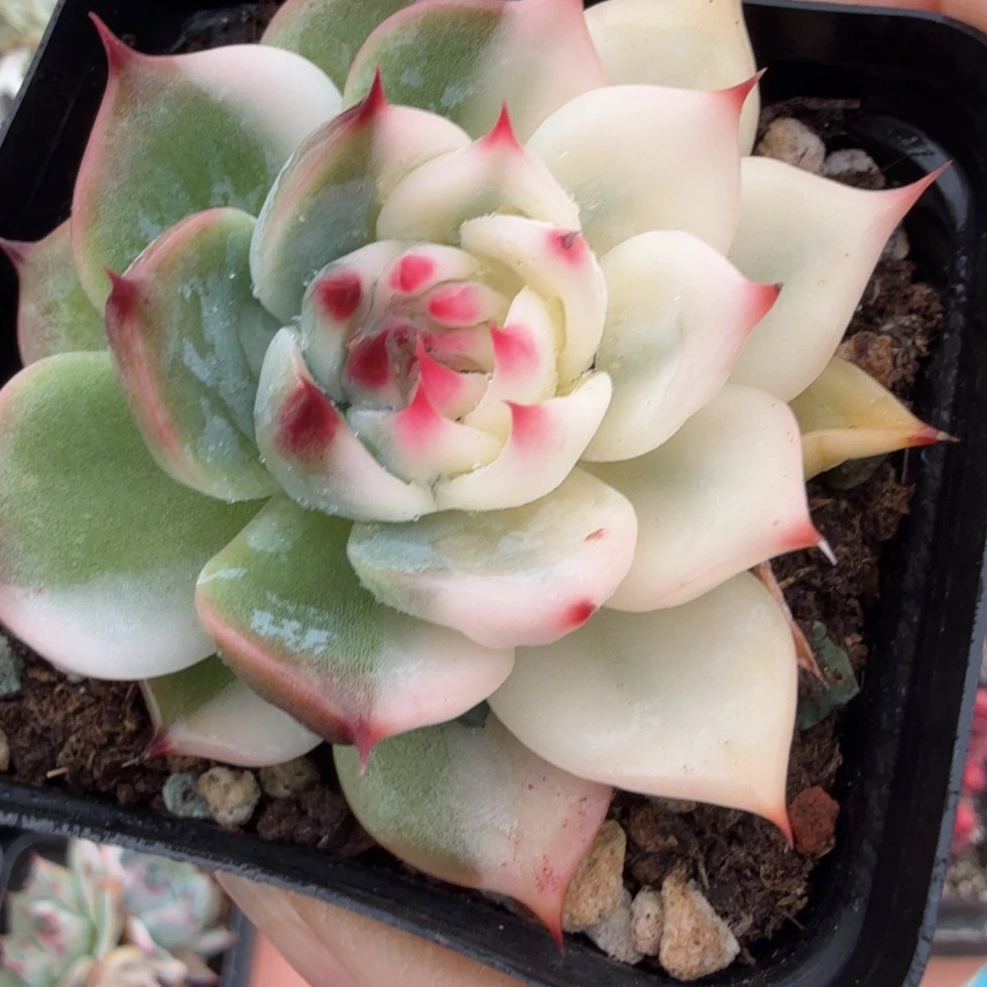 吉娃娃锦，多肉植物