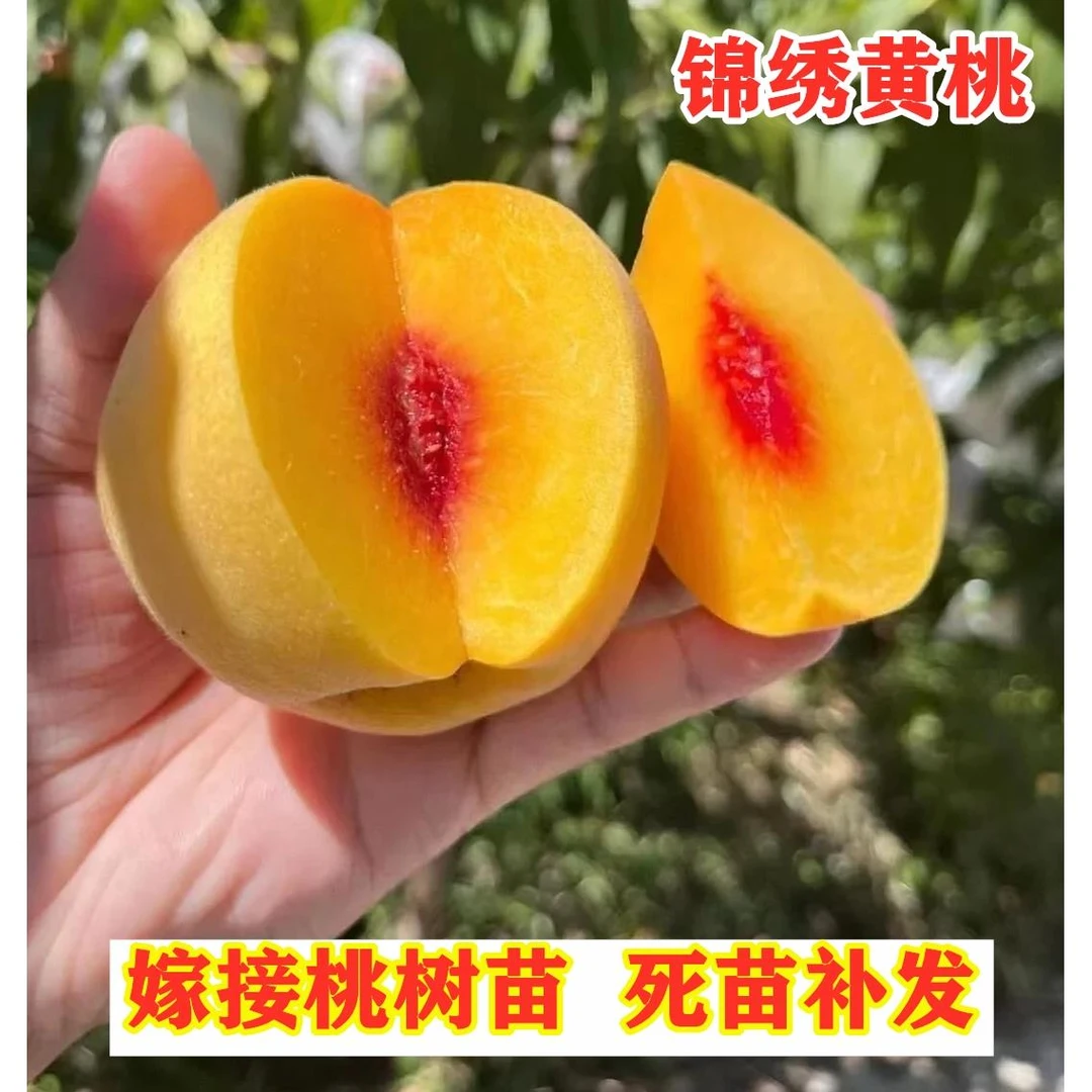 锦绣黄桃树苗嫁接特大离核南北方种植脆甜黄桃果树苗当年结果