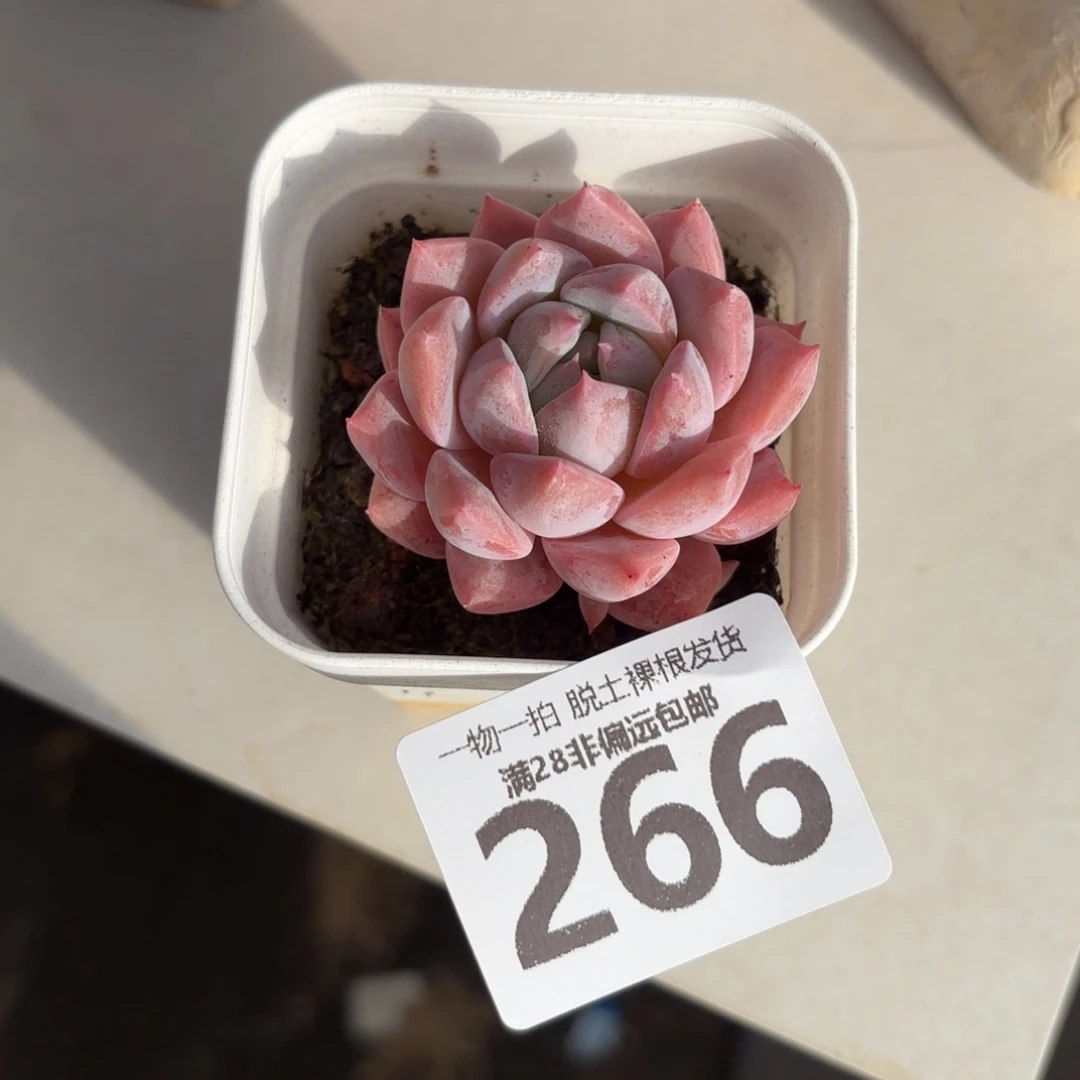 霜花单头无盆土发货