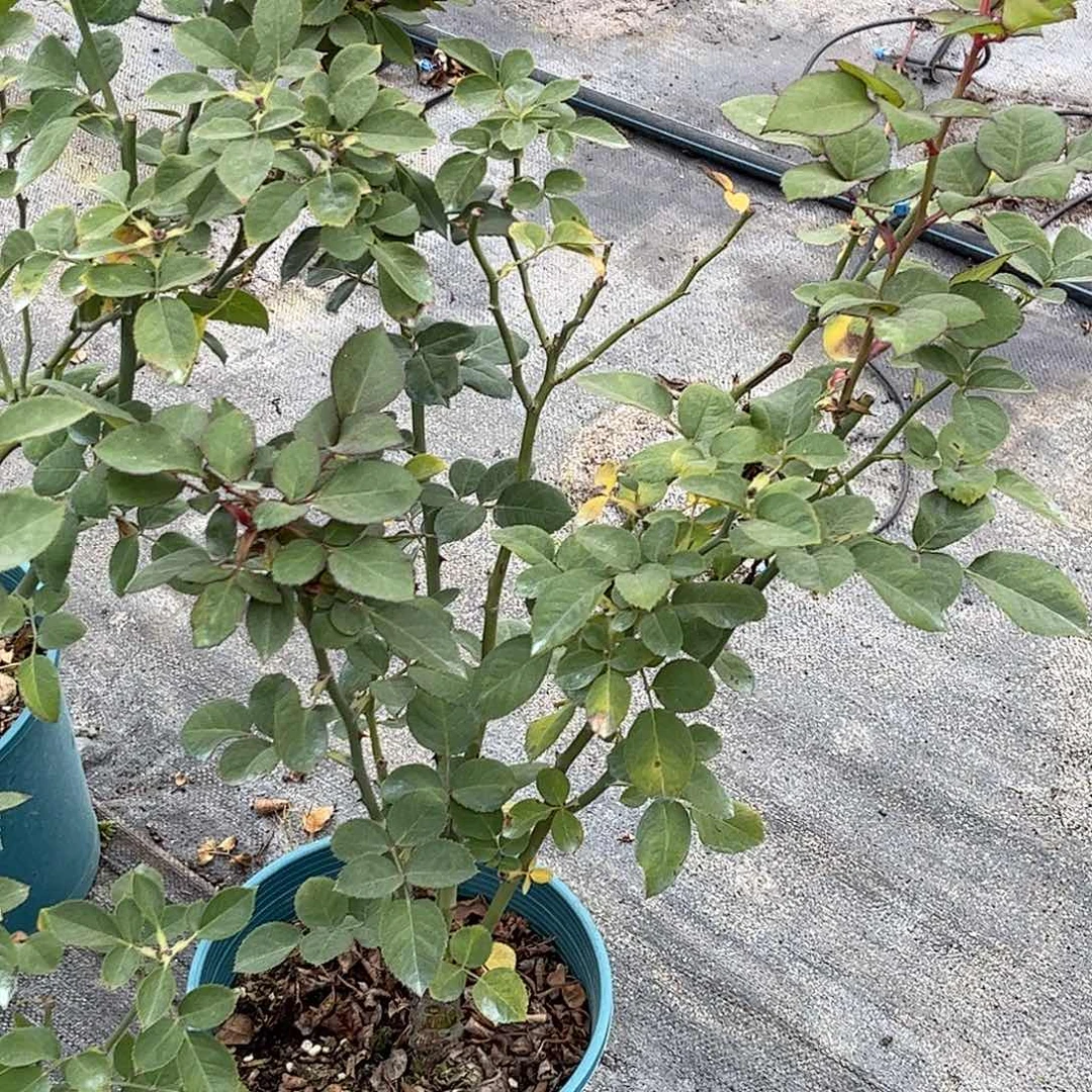 无花朵甜蜜曼塔，1.8加仑土球发货