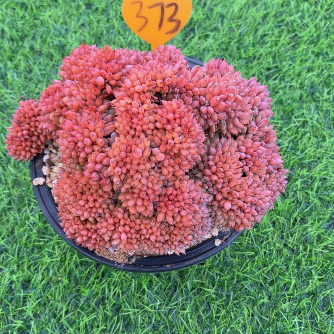 星***空373号多肉植物一物一拍