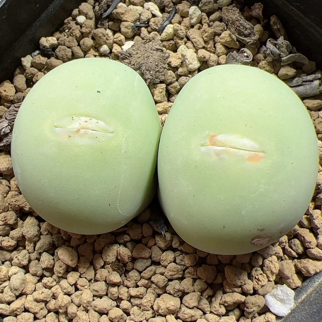 【闪购商品】174大双蛋