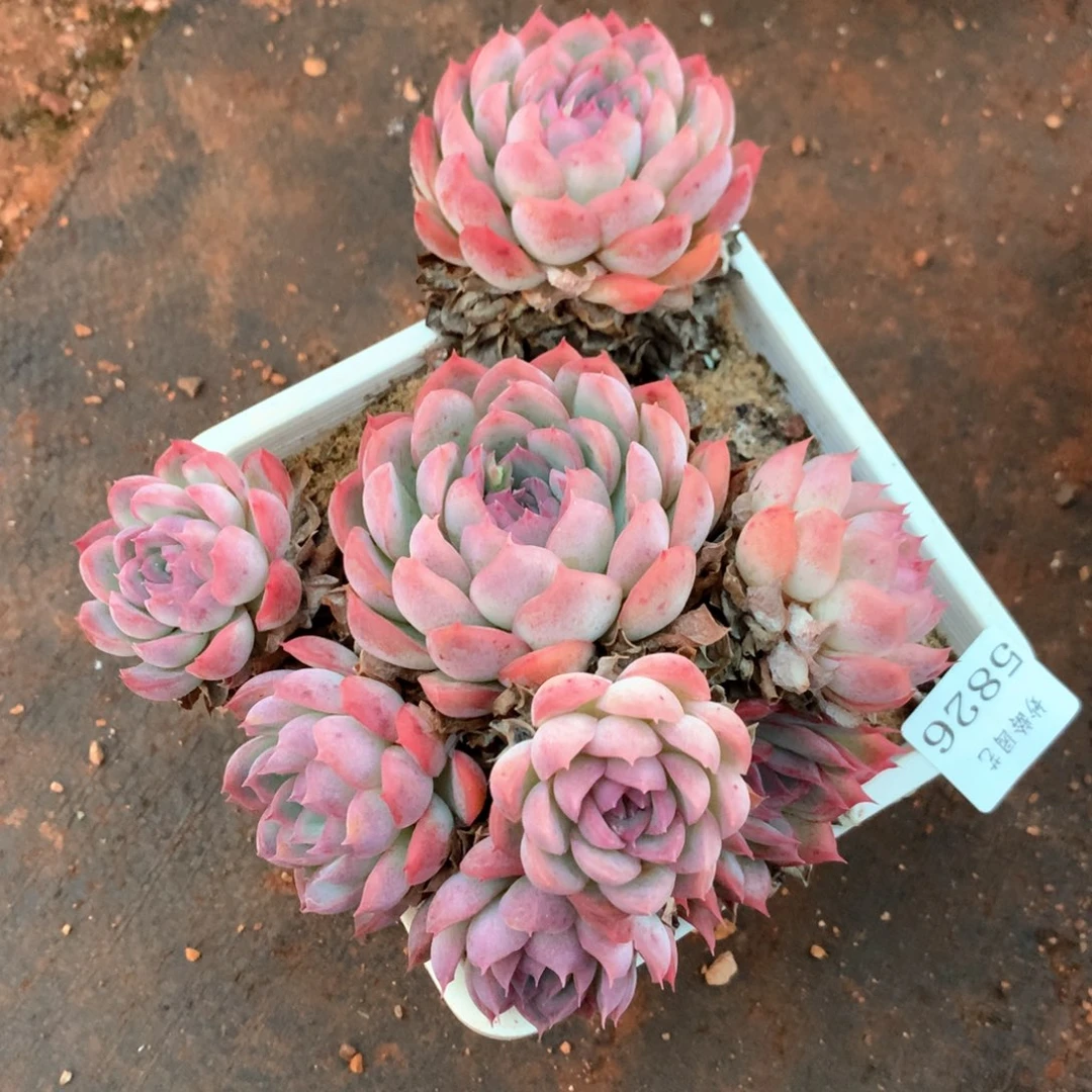 5826瑕疵不售后特价处理