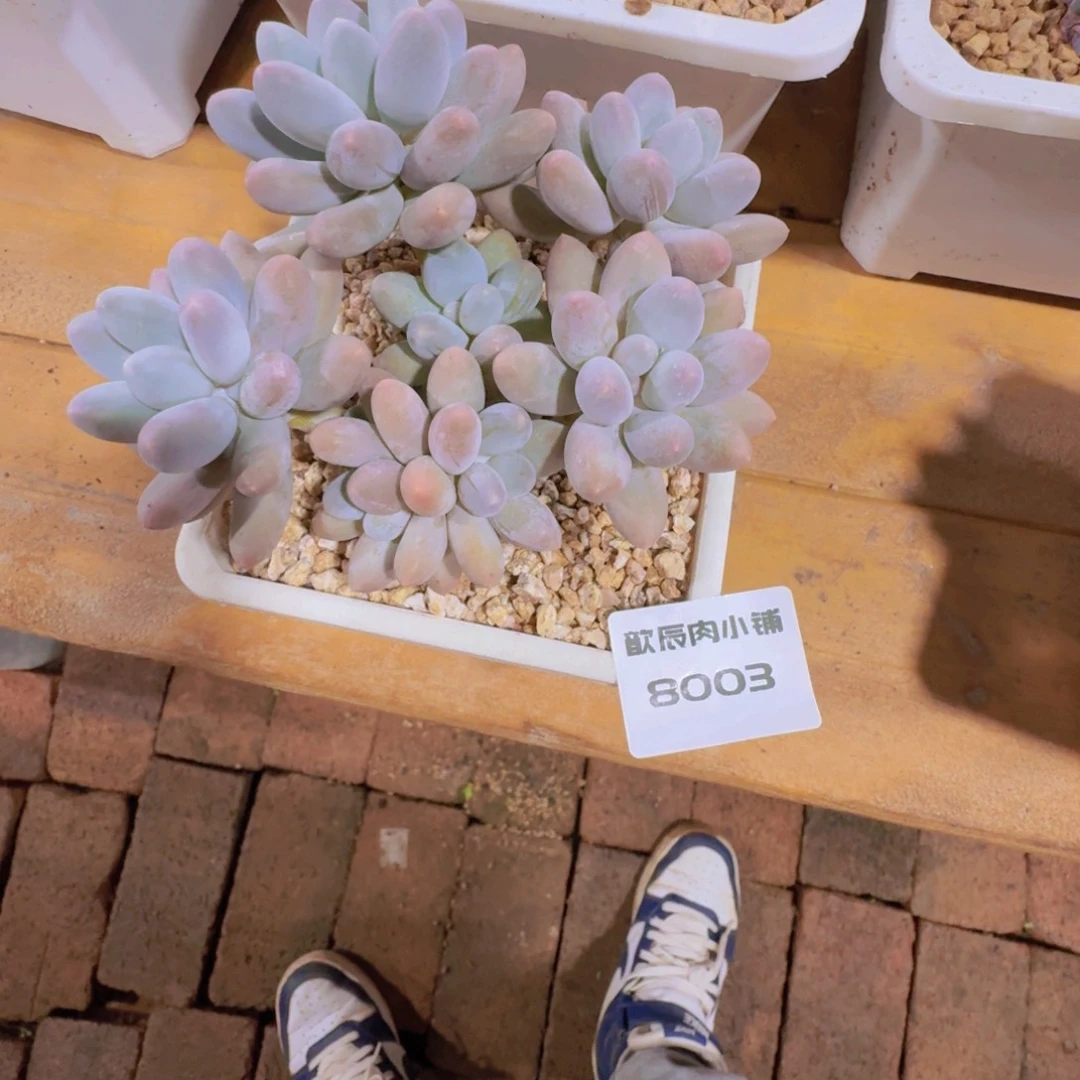 l***r多肉植物汤圆老桩8003