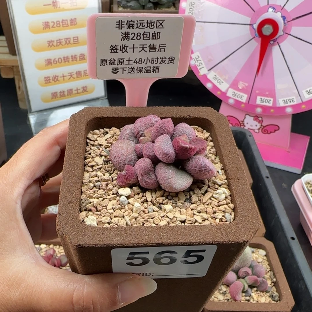565夏娃多肉的植物