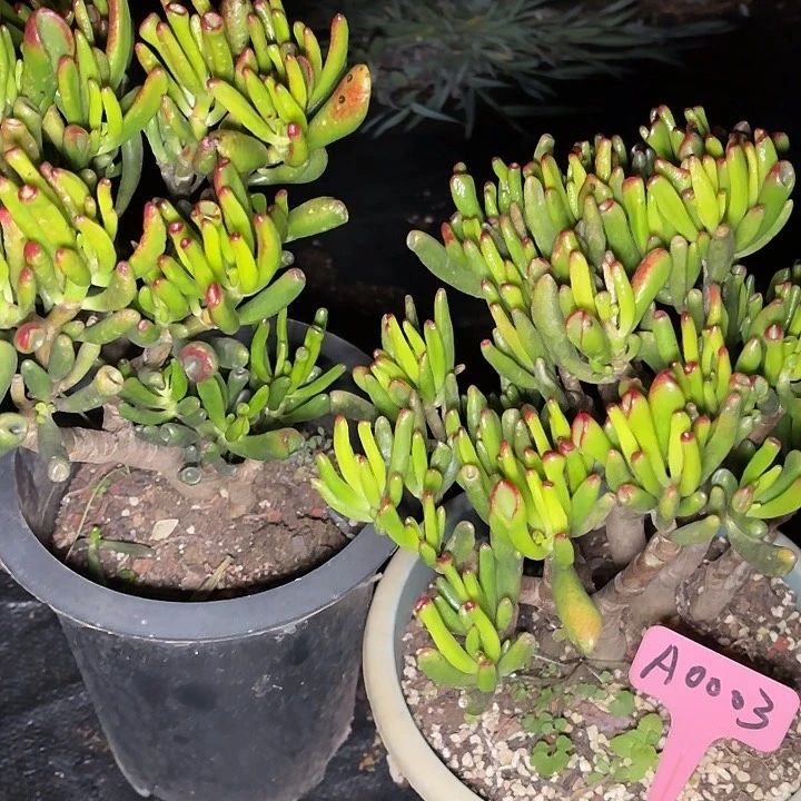 赵*吸米树一物一拍A003