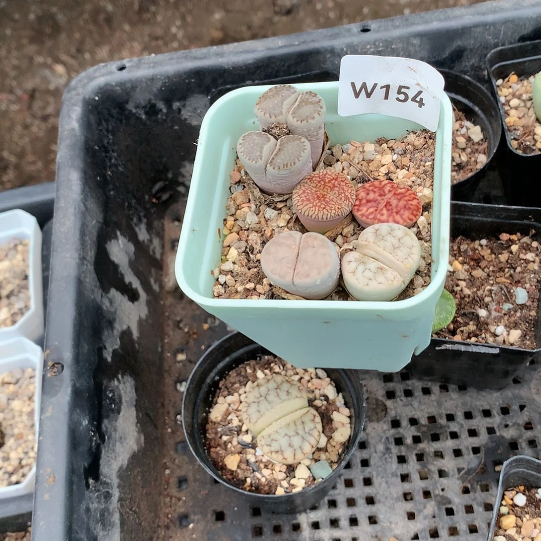 阳**?W154多肉植物保护