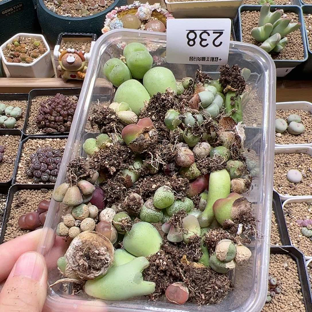 【闪购商品】238 清