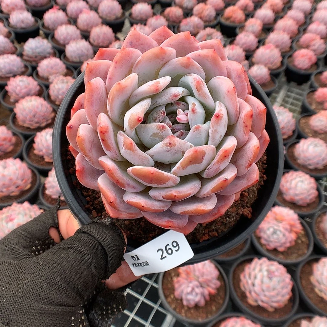 269梦露多肉植物6666