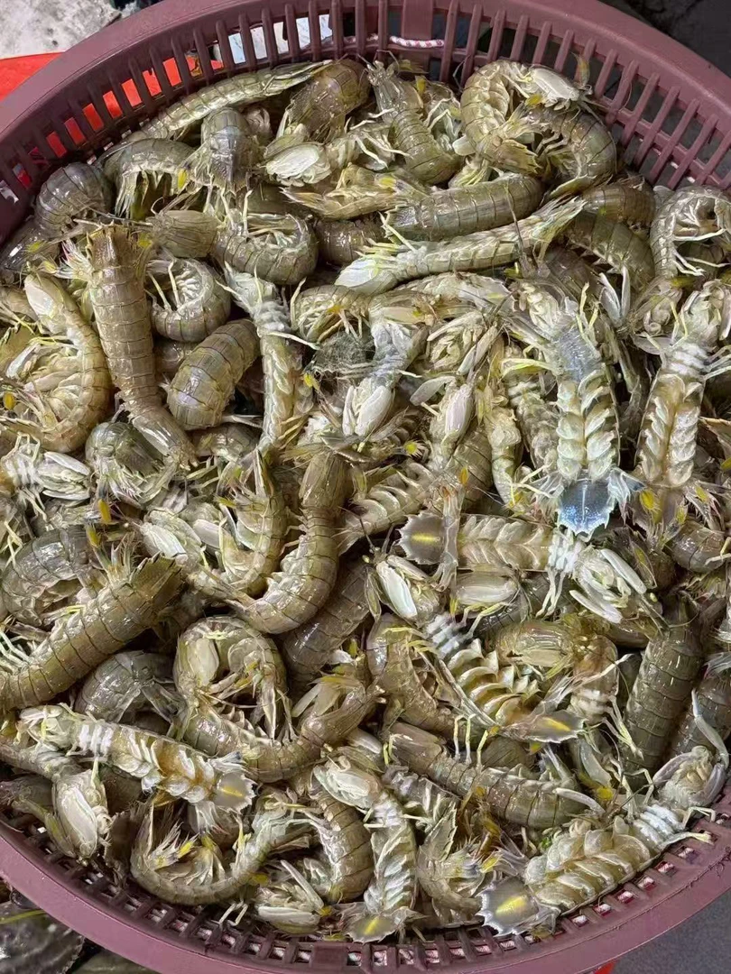 精品带膏的皮皮虾