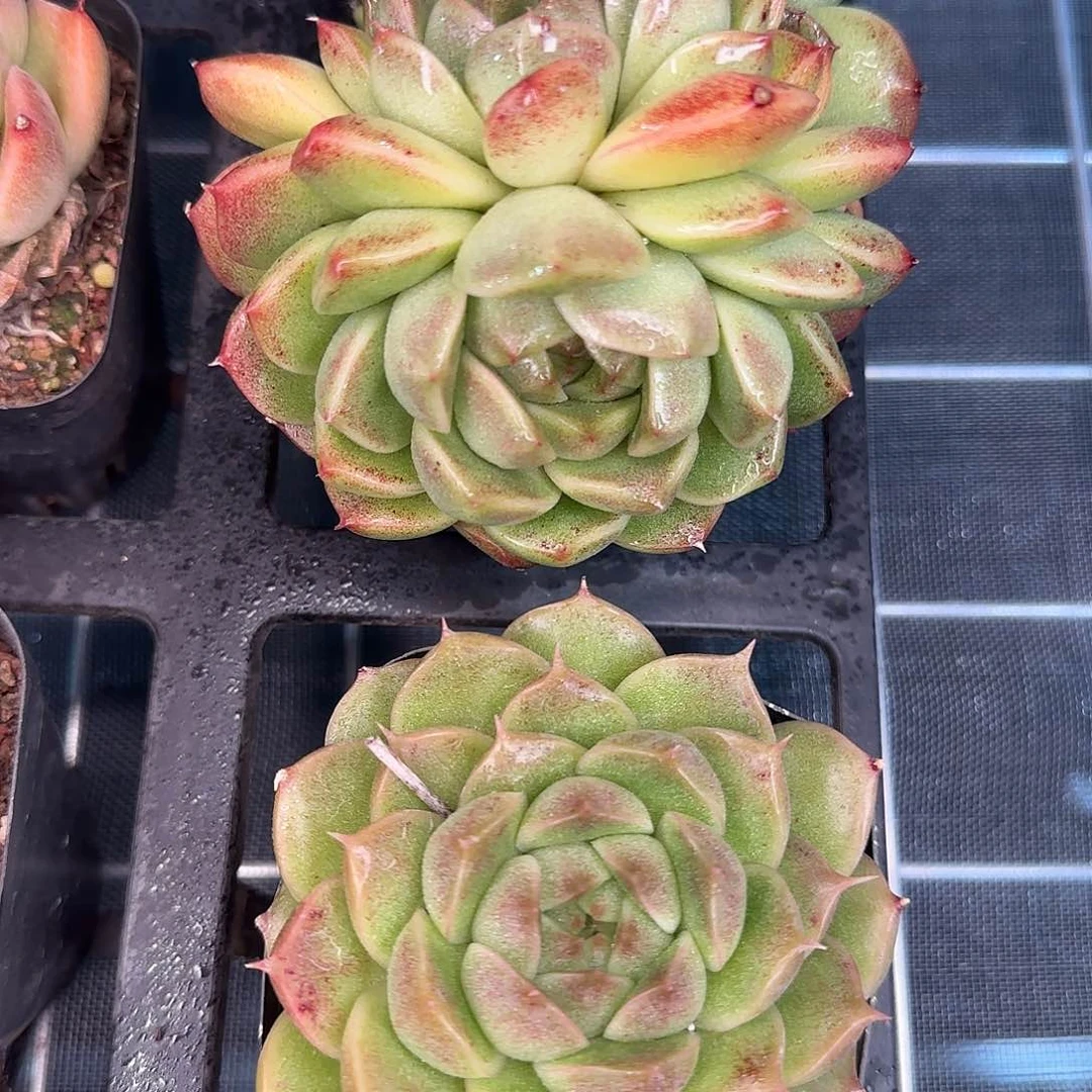 从前慢花园精选海王珍妮