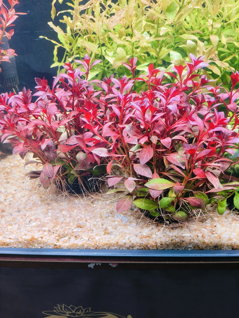 大红叶丁香坨草鱼缸造景真植物