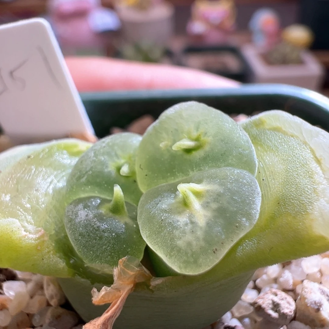 561。青蛙优选2151翻窗 恶魔角 母本