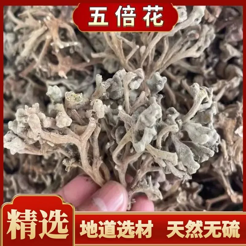 【五倍花】无硫无添加干五倍子花 百虫仓 角蓓花精品包邮另售金蝉花