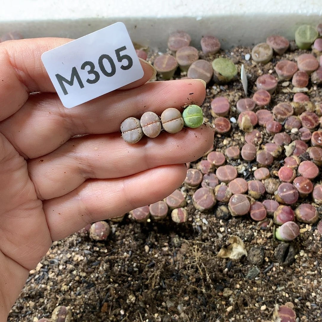 年***来M305多肉植物保护研究所