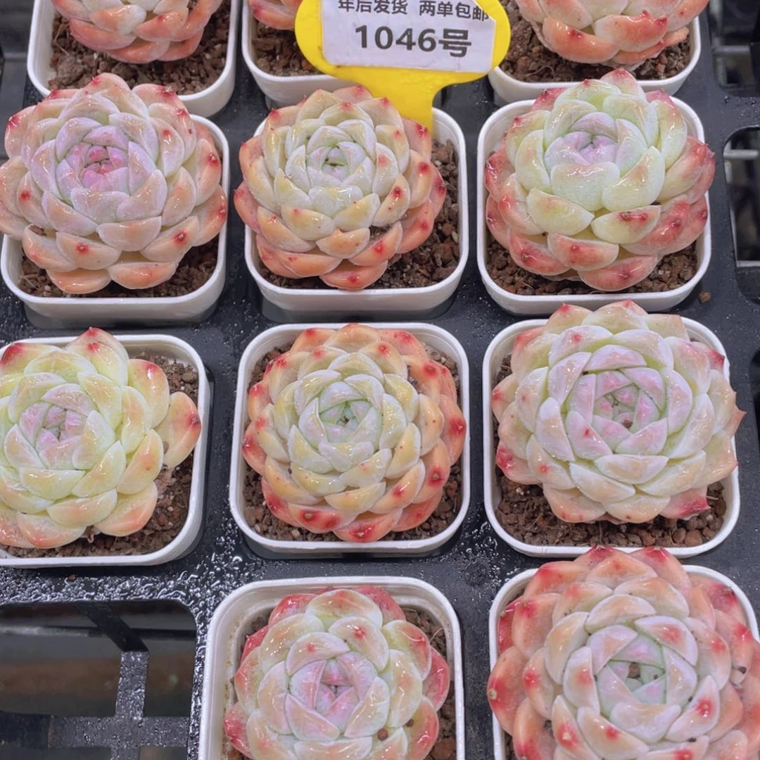 1046号奶油精品珍妮白桃汽水单头一个