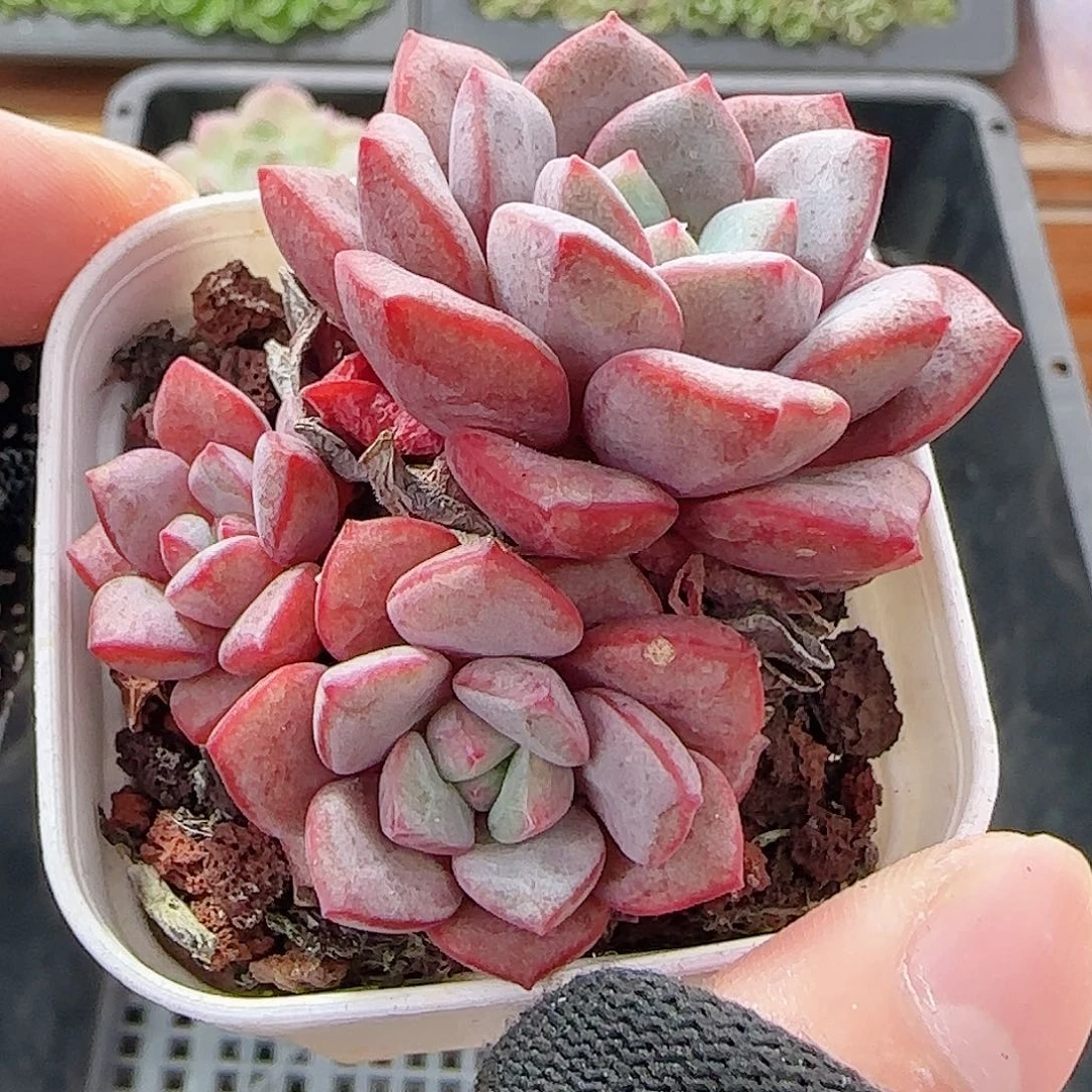 多肉1011--31福利