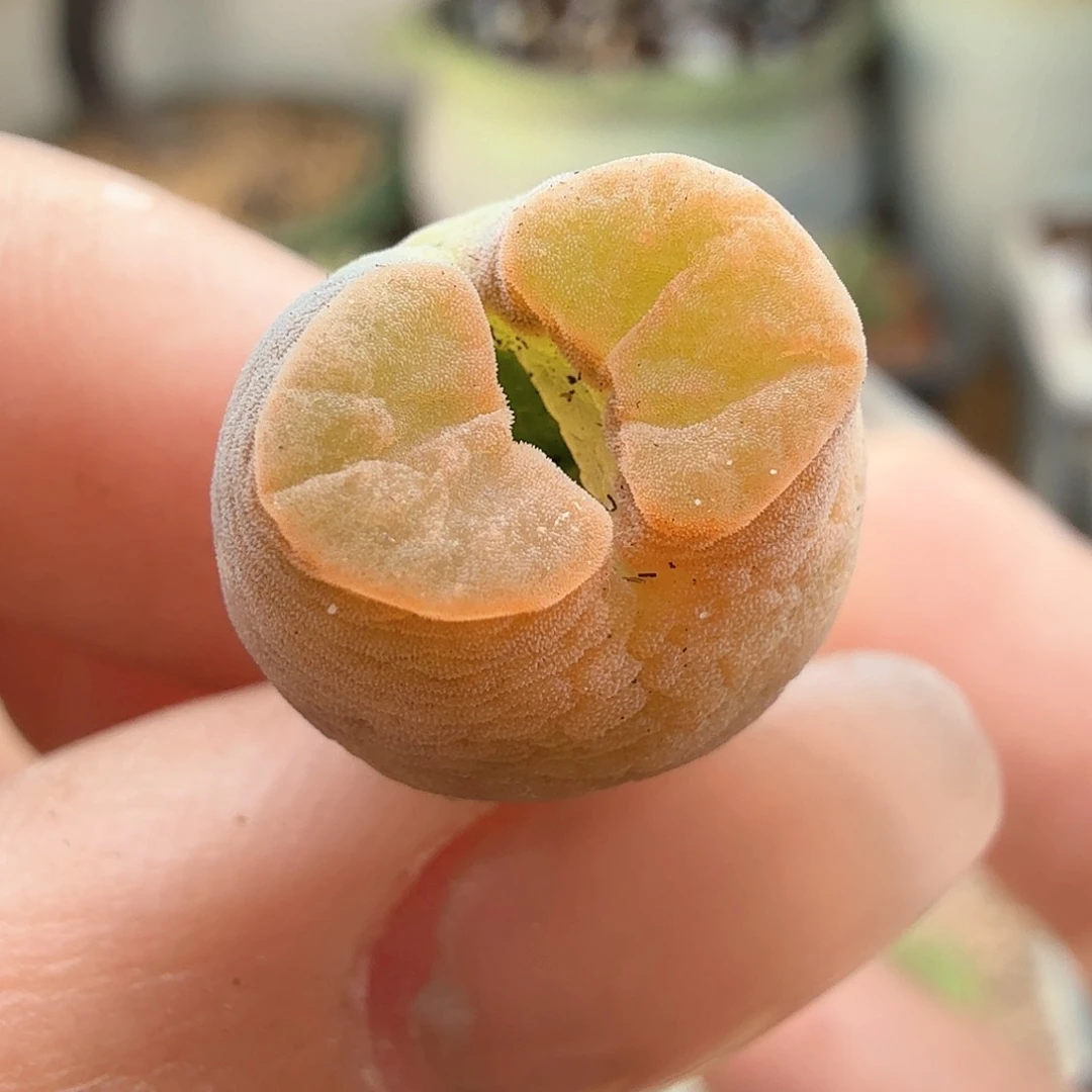 2.6.46/圆胖班克磁铁/多肉植物