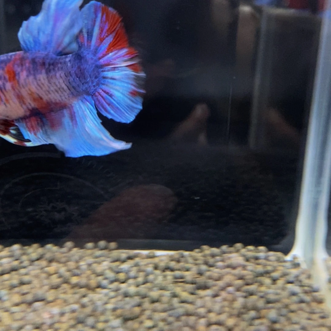 热带鱼公433巨斗