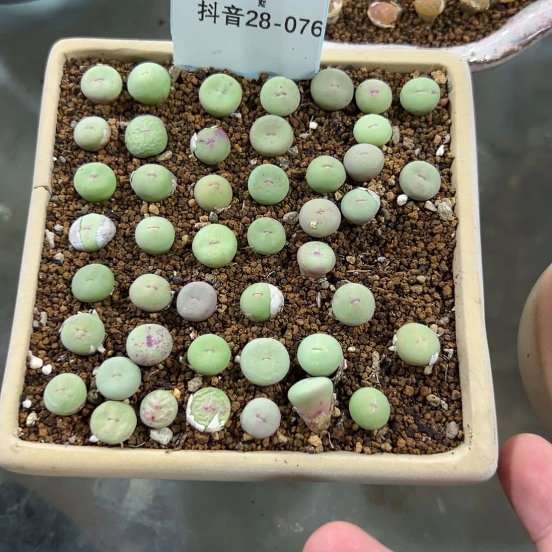 28-76量拍四季红嘴5颗