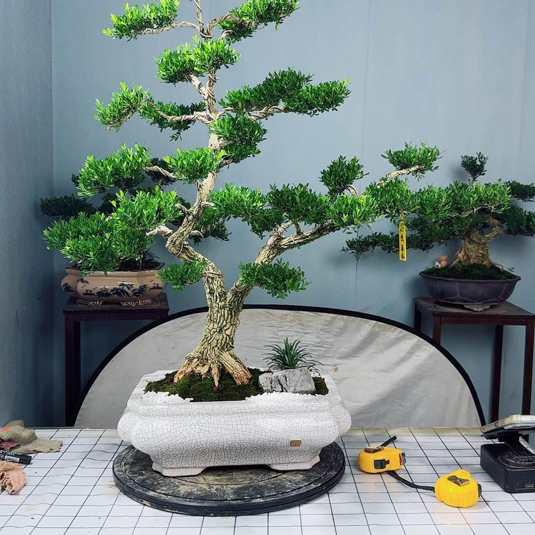 广东皱皮雀舌黄杨