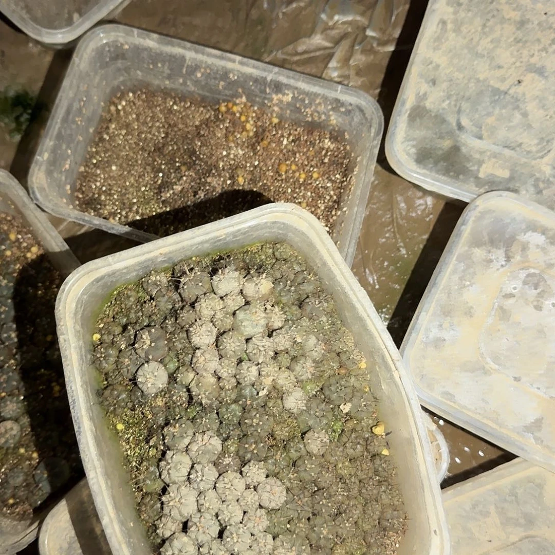 小***╲凤一侧芽4公分彩草