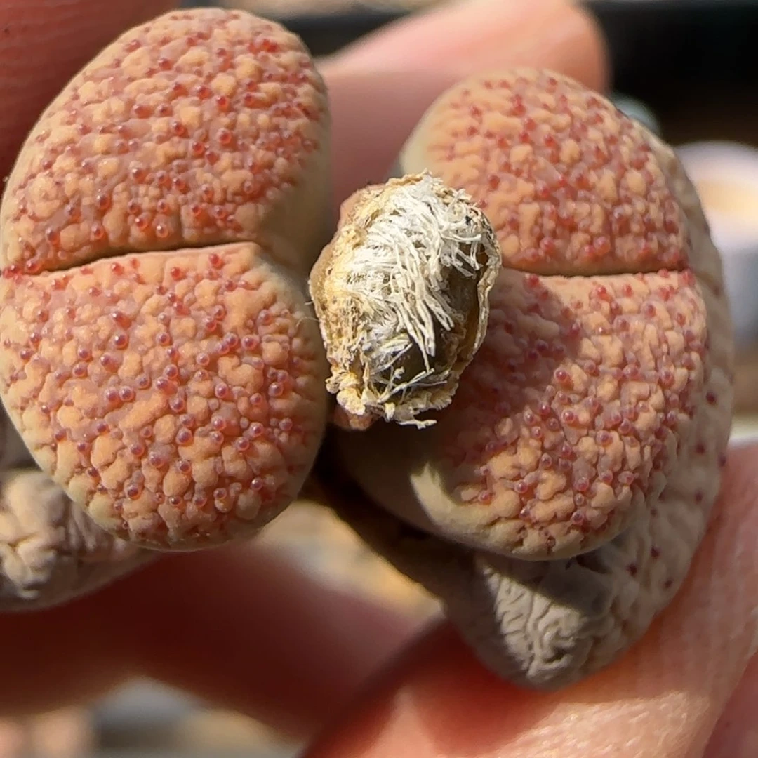 3.24辛然园艺母本8065