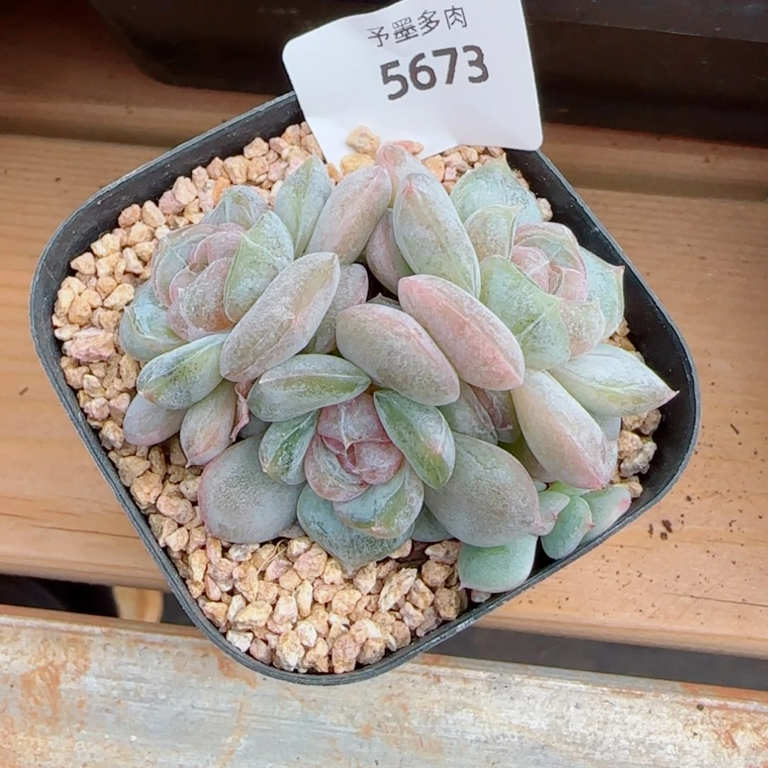 红皇后，5673多肉植物