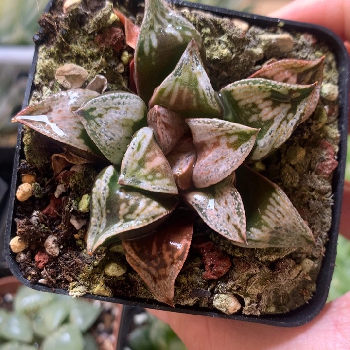 铜雀台一物一拍带盆