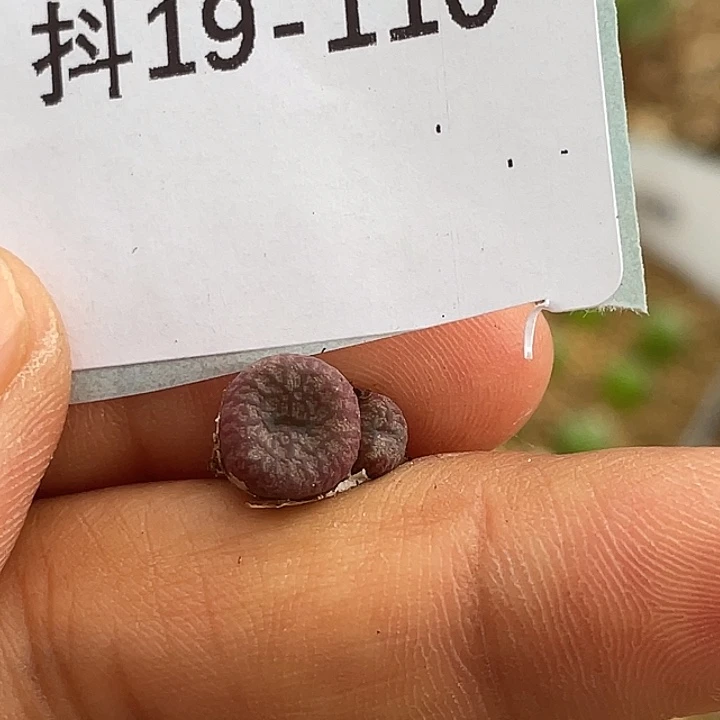 義***_19-110肉锥多肉之物