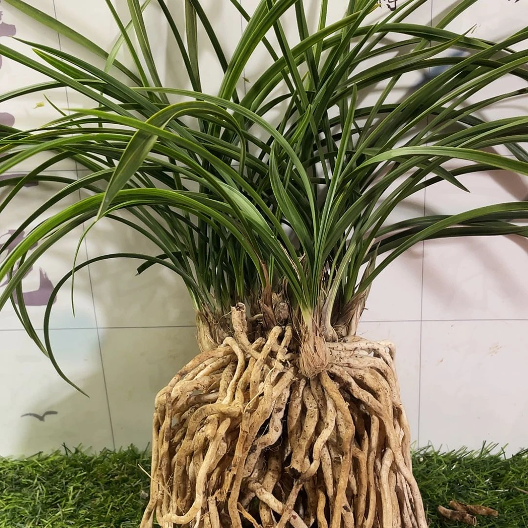 木***）完全开放兰花兰花