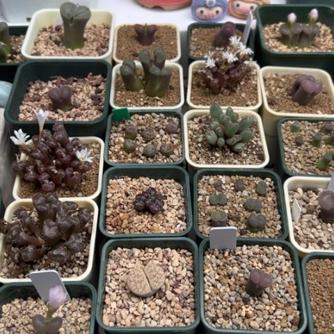 新*夜21 好看的肉肉冲冲冲冲冲