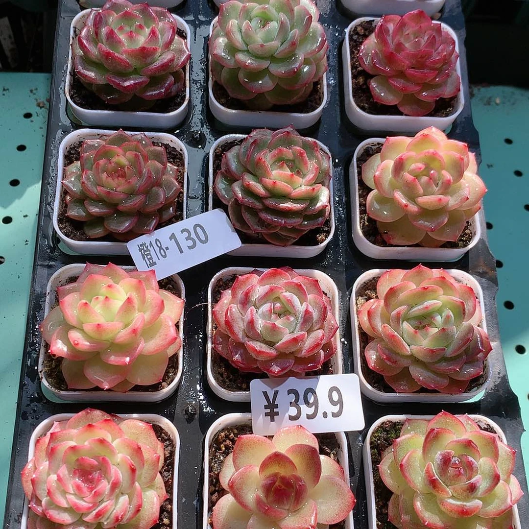 18-130一物一拍带盆18颗。