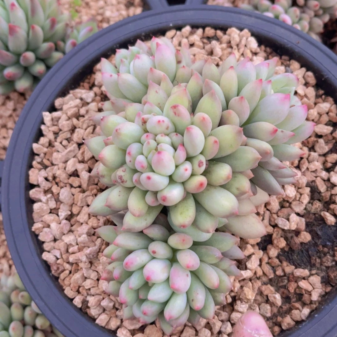 多肉植物的繁殖方式