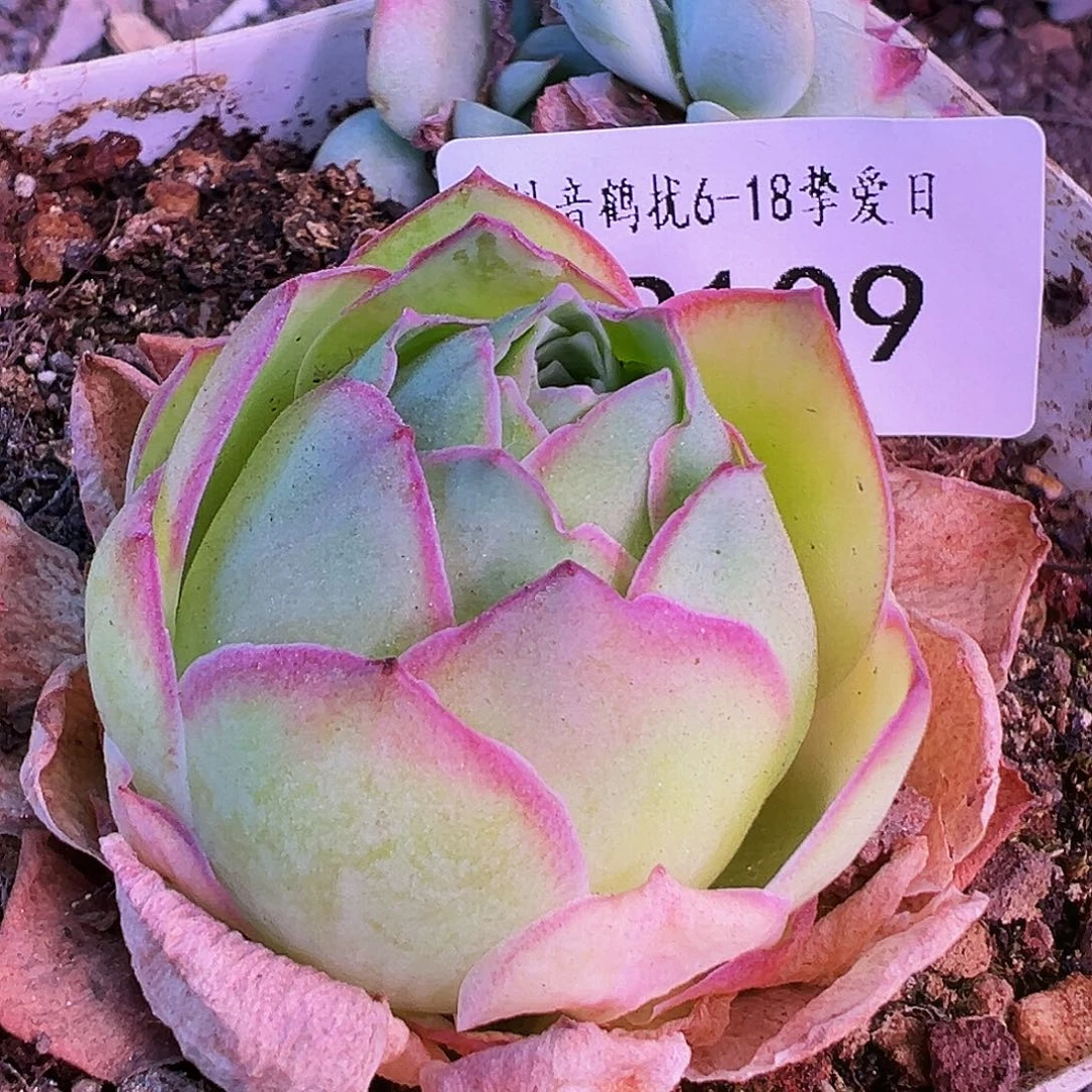 无花朵HR109福利捡漏不知名